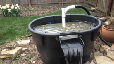 Cleaner Pond: Essential Tips for Crystal Clear, Healthy Water