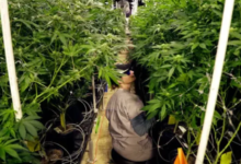 The Modern World of Dispensary Cannabis